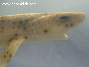 Foto Galerie/Carcharhiniformes/Scyliorhinus canicula/Scyliorhinus canicula_02_S.jpg